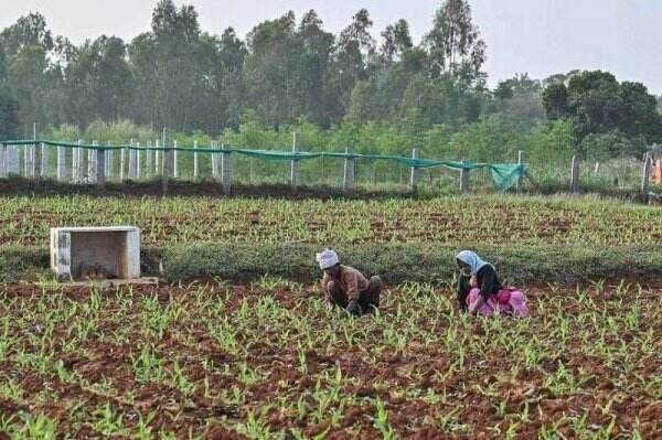 Pemulihan Alam Dapat Bergantung Pada Bagaimana Negara Membantu Petani