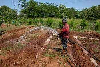 Pupuk Langka, Dunia Kekurangan 66 Juta Ton Bahan Pangan Pokok