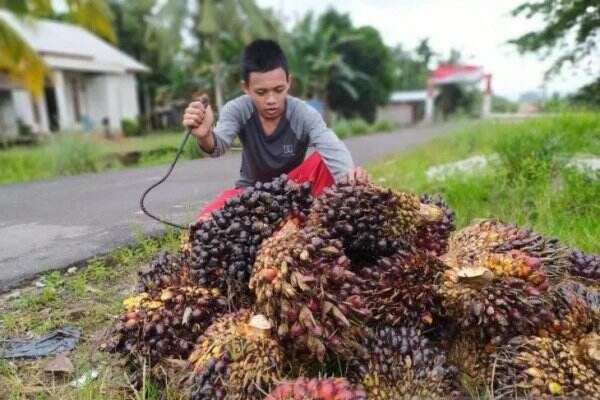 Perlahan Membaik, Harga TBS Sawit di Kalbar Capai Rp 2.512 Per Kg