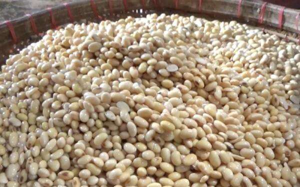 Pemerintah Siapkan Subsidi Harga Kedelai Rp2 Ribu per Kg, Target Kuota 250 Ribu Ton Pemerintah Siapkan Subsidi Harga Kedelai Rp2 Ribu per Kg, Target Kuota 250 Ribu Ton