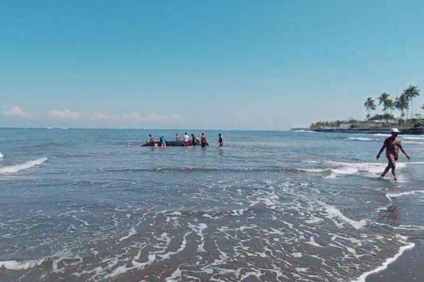Paus Terdampar di Pantai Perancak Jembrana, Warga Berjibaku Evakuasi Dorong ke Laut Paus Terdampar di Pantai Perancak Jembrana, Warga Berjibaku Evakuasi Dorong ke Laut
