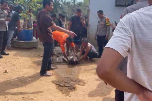 Menegangkan! Dikira Ikan Besar, Jaring Nelayan di Labusel Ternyata Menangkap Buaya 5 Meter Menegangkan! Dikira Ikan Besar, Jaring Nelayan di Labusel Ternyata Menangkap Buaya 5 Meter