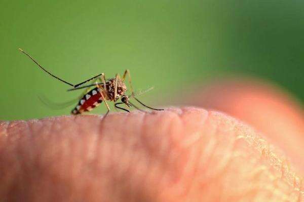 El Nino Tingkatkan Risiko Penularan DBD, Dokter Ungkap Gejala yang Harus Diwaspadai El Nino Tingkatkan Risiko Penularan DBD, Dokter Ungkap Gejala yang Harus Diwaspadai