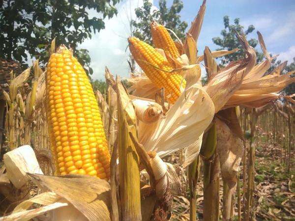 Bulog Bakal Tambah Gudang Jagung, Target Stok 250 Ribu Ton Bulog Bakal Tambah Gudang Jagung, Target Stok 250 Ribu Ton