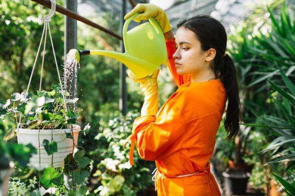 Beberapa Tanaman Hias Ini Tak Butuh Air Berlebih, Kapan Waktunya Disiram? Beberapa Tanaman Hias Ini Tak Butuh Air Berlebih, Kapan Waktunya Disiram?