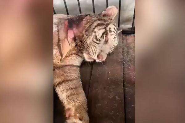 Harimau Putih Anggun Mati di Semarang Zoo, Pemkot Turun Tangan Harimau Putih Anggun Mati di Semarang Zoo, Pemkot Turun Tangan