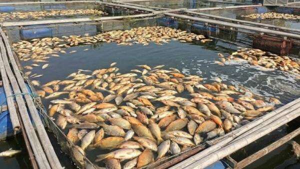 10 Ton Ikan Mati di Waduk Cirata Cianjur, Ternyata Ini Penyebabnya 10 Ton Ikan Mati di Waduk Cirata Cianjur, Ternyata Ini Penyebabnya