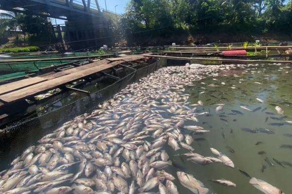 Ribuan Ikan Nila dan Bawal Mati Mendadak di Banjar Kalsel, Ada Apa? Ribuan Ikan Nila dan Bawal Mati Mendadak di Banjar Kalsel, Ada Apa?