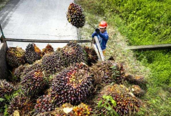 Petani Sawit Tolak Moratorium Pabrik Sawit Baru, Dorong Penataan Berbasis Kemitraan Petani Sawit Tolak Moratorium Pabrik Sawit Baru, Dorong Penataan Berbasis Kemitraan