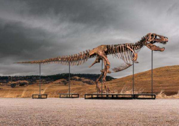 Fosil T-Rex Gus Terjual Rp902 Miliar, Jadi Fosil Dinosaurus Termahal dalam Lelang Fosil T-Rex Gus Terjual Rp902 Miliar, Jadi Fosil Dinosaurus Termahal dalam Lelang