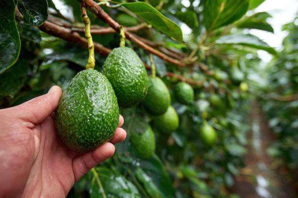 Panen Pohon Alpukat di Rumah Bisa Melimpah, Berapa Banyak Buah yang Dihasilkan Sekali Panen? Panen Pohon Alpukat di Rumah Bisa Melimpah, Berapa Banyak Buah yang Dihasilkan Sekali Panen?