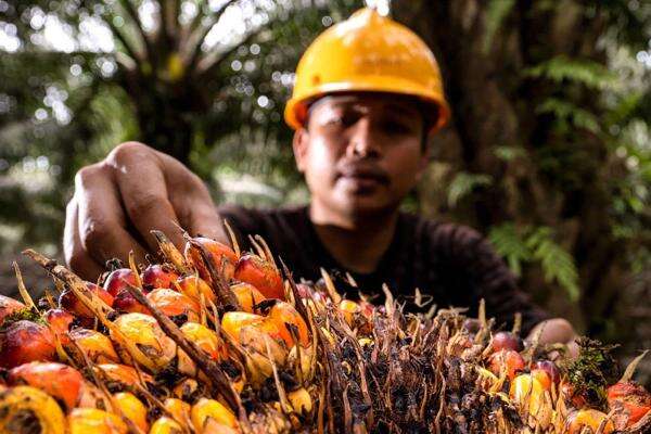 Mendorong Penerapan Ekonomi Sirkular di Industri Sawit Mendorong Penerapan Ekonomi Sirkular di Industri Sawit
