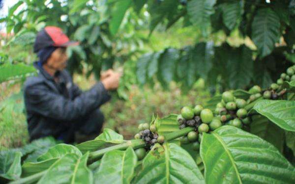 Kementan Perkuat Irigasi Pompa Jaga Produktivitas Perkebunan di Tengah Kekeringan Kementan Perkuat Irigasi Pompa Jaga Produktivitas Perkebunan di Tengah Kekeringan