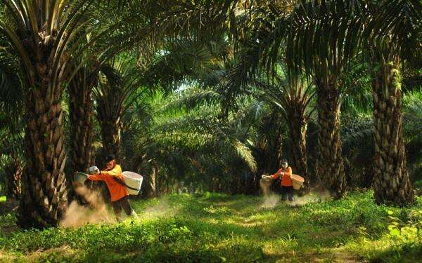 Prime Agri (SGRO) Siap Bagi Dividen Rp351 Miliar, 97 Persen dari Laba Prime Agri (SGRO) Siap Bagi Dividen Rp351 Miliar, 97 Persen dari Laba