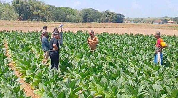 Viral Fenomena Langka di Sampang, Tanah Sawah Berbunyi Nyaring Mirip Gelembung Air Viral Fenomena Langka di Sampang, Tanah Sawah Berbunyi Nyaring Mirip Gelembung Air