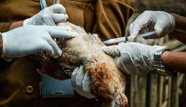 Ribuan Ayam Mendadak Mati di Sinjai, Hasil Lab Ungkap Virus Influenza A Ribuan Ayam Mendadak Mati di Sinjai, Hasil Lab Ungkap Virus Influenza A