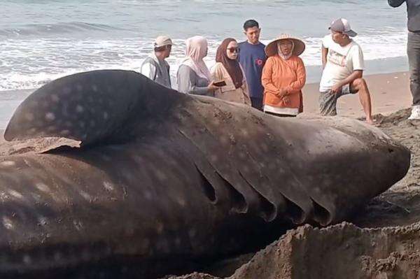 Hiu Tutul Raksasa Seberat 1,5 Ton Mati Terdampar di Batukaras Pangandaran Hiu Tutul Raksasa Seberat 1,5 Ton Mati Terdampar di Batukaras Pangandaran