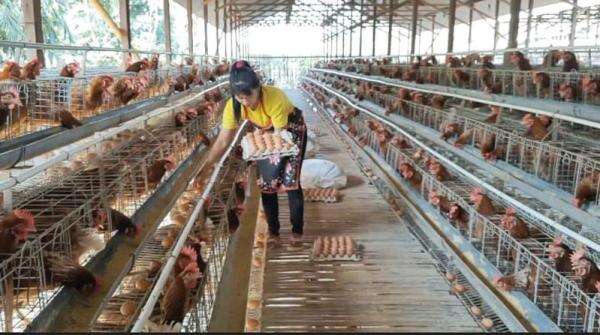 Pemerintah Naikkan Harga Acuan Ayam Hidup Jadi Rp19.500 per Kg Mulai 15 Juli Pemerintah Naikkan Harga Acuan Ayam Hidup Jadi Rp19.500 per Kg Mulai 15 Juli
