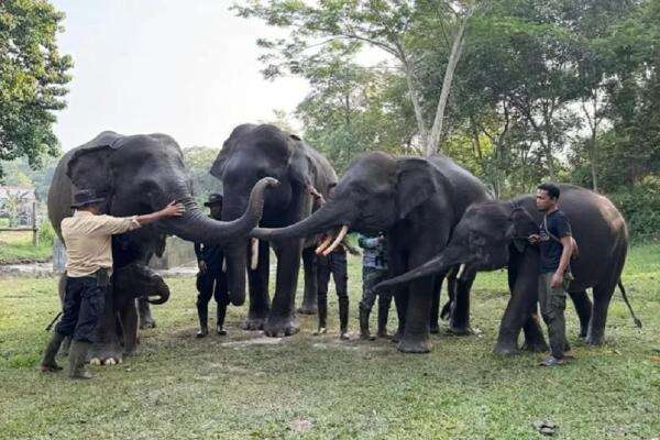 Kebijakan Kemenhut Dinilai Perkuat Posisi Indonesia dalam Konservasi Gajah Dunia Kebijakan Kemenhut Dinilai Perkuat Posisi Indonesia dalam Konservasi Gajah Dunia