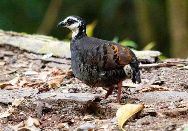 Peneliti UNEJ Ungkap Keunikan Puyuh Gonggong, Fauna Endemik Jember yang Rentan Punah Peneliti UNEJ Ungkap Keunikan Puyuh Gonggong, Fauna Endemik Jember yang Rentan Punah
