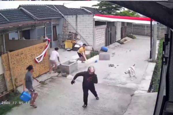 Ngeri! Terekam Video Anjing Pitbull Lepas Gigit Anak Perempuan 9 Tahun di Bandung Ngeri! Terekam Video Anjing Pitbull Lepas Gigit Anak Perempuan 9 Tahun di Bandung