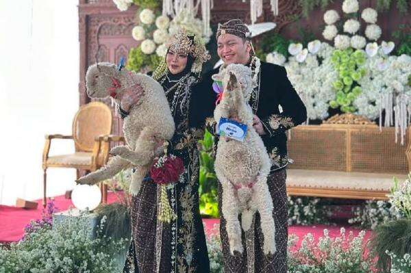 Viral! Pengantin di Ponorogo Beri Seserahan Sepasang Domba Merino untuk Sang Istri Viral! Pengantin di Ponorogo Beri Seserahan Sepasang Domba Merino untuk Sang Istri