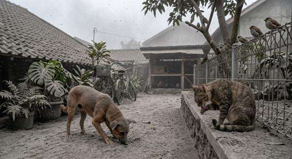 Anjing, Kucing, dan Burung di Luar Rumah Saat Abu Krakatau Turun, Ini yang Terjadi pada Tubuh Mereka Anjing, Kucing, dan Burung di Luar Rumah Saat Abu Krakatau Turun, Ini yang Terjadi pada Tubuh Mereka