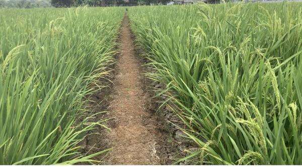 50 Ribu Hektare Lahan Pertanian Terdampak Kekeringan Imbas El Nino 50 Ribu Hektare Lahan Pertanian Terdampak Kekeringan Imbas El Nino