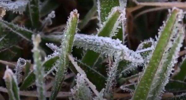 Fenomena Bediding, BMKG Catat Suhu Dingin di Dieng Capai 0,7 Derajat Celsius Fenomena Bediding, BMKG Catat Suhu Dingin di Dieng Capai 0,7 Derajat Celsius