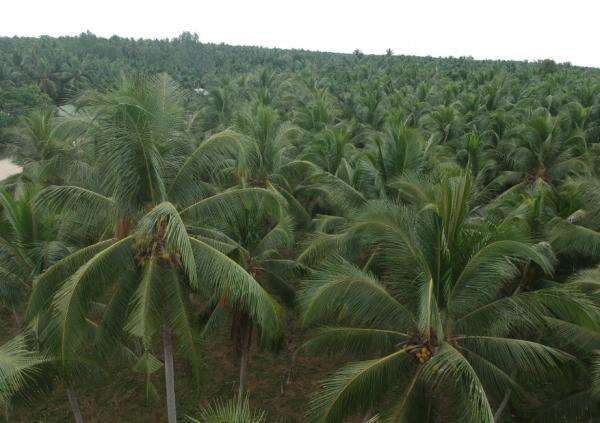 Begini Upaya Indonesia Kembalikan Kejayaan Kelapa Lewat Hilirisasi Begini Upaya Indonesia Kembalikan Kejayaan Kelapa Lewat Hilirisasi