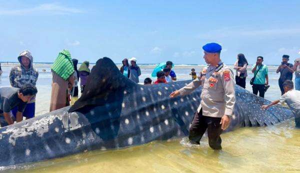 Penampakan Hiu Paus Raksasa 9 Meter Terdampar di Pantai Matahora Wakatobi Penampakan Hiu Paus Raksasa 9 Meter Terdampar di Pantai Matahora Wakatobi