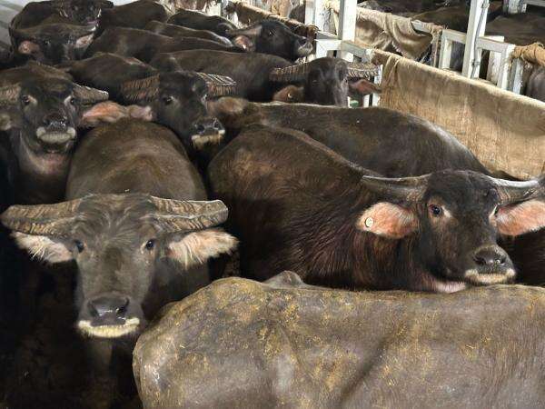Harga Sapi Mahal, RI Impor Kerbau Hidup dari Australia Harga Sapi Mahal, RI Impor Kerbau Hidup dari Australia