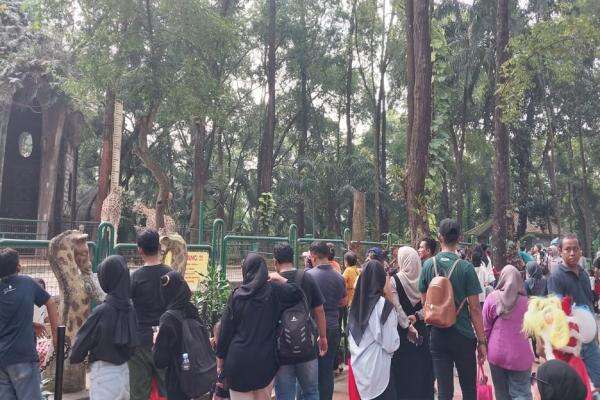 Kenaikan Tiket Masuk Taman Margasatwa Ragunan, Pramono: Usulan Rp10.000 Sangat Logis Kenaikan Tiket Masuk Taman Margasatwa Ragunan, Pramono: Usulan Rp10.000 Sangat Logis