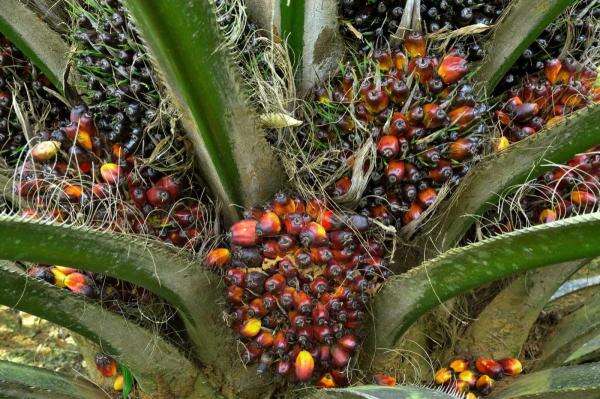 Harga CPO Tembus Level Tertinggi sejak Akhir 2024, Intip Gerak Saham BWPT-SIMP Cs Harga CPO Tembus Level Tertinggi sejak Akhir 2024, Intip Gerak Saham BWPT-SIMP Cs