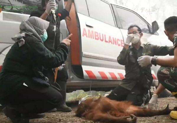 Pilu! Anak Orangutan Luka Bakar Terjebak Karhutla di Palangka Raya Pilu! Anak Orangutan Luka Bakar Terjebak Karhutla di Palangka Raya