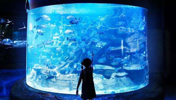 5 Daya Tarik Wisata Bawah Laut di Ancol yang Sayang untuk Dilewatkan 5 Daya Tarik Wisata Bawah Laut di Ancol yang Sayang untuk Dilewatkan