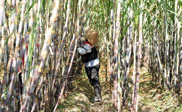 PTPN I Kebun Kalitelepak Cetak Rekor, Produksi Tebu Meroket 31 Persen Dekati Target Swasembada Gula PTPN I Kebun Kalitelepak Cetak Rekor, Produksi Tebu Meroket 31 Persen Dekati Target Swasembada Gula