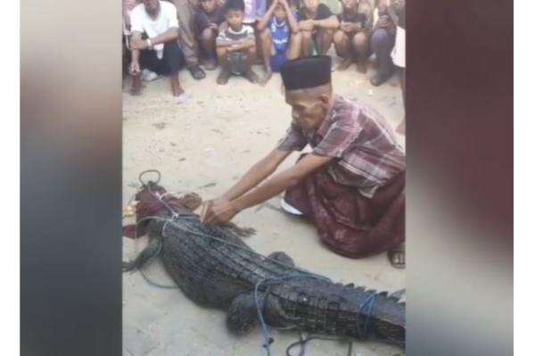 Buaya Hitam 3 Meter Terjerat Jaring di Kendari, Warga Gelar Ritual Adat Tolak Bala Buaya Hitam 3 Meter Terjerat Jaring di Kendari, Warga Gelar Ritual Adat Tolak Bala