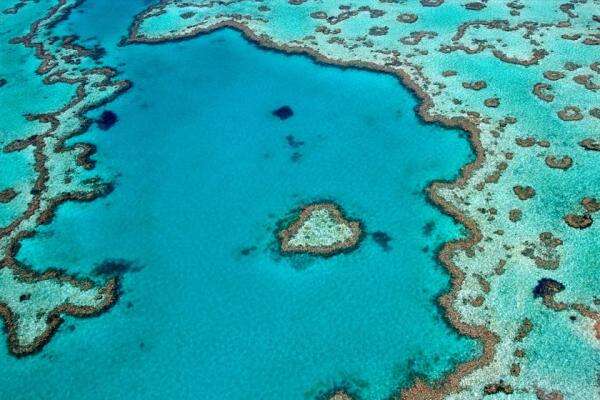 Destinasi Scuba Diving The Great Barrier Reef Terancam Mengalami Pemutihan Massal Terumbu Karang Destinasi Scuba Diving The Great Barrier Reef Terancam Mengalami Pemutihan Massal Terumbu Karang