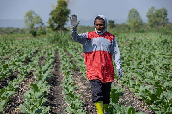 Siasat Petani Tembakau Tetap Produktif di Tengah Ancaman El Nino Siasat Petani Tembakau Tetap Produktif di Tengah Ancaman El Nino