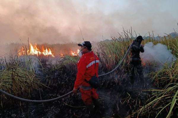Kebakaran di Way Kambas Padam, Semua Gajah Sumatera Dipastikan Aman Kebakaran di Way Kambas Padam, Semua Gajah Sumatera Dipastikan Aman