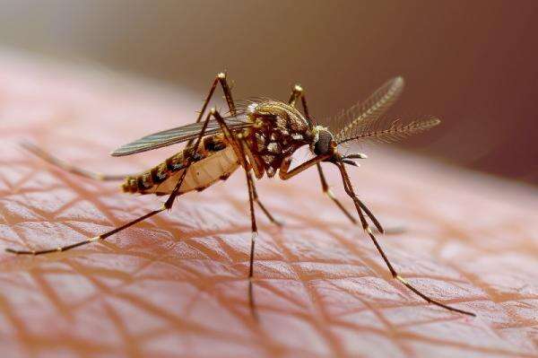 Moms, Waspada DBD Mengintai si Kecil! Lakukan Ini saat Gejalanya Mulai Terdeteksi Moms, Waspada DBD Mengintai si Kecil! Lakukan Ini saat Gejalanya Mulai Terdeteksi