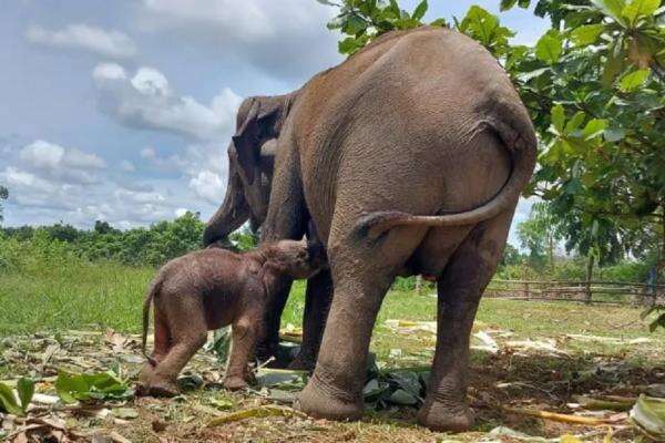 Konservasi Gajah Masuk Babak Baru, IUCN Apresiasi Kebijakan Menhut Konservasi Gajah Masuk Babak Baru, IUCN Apresiasi Kebijakan Menhut