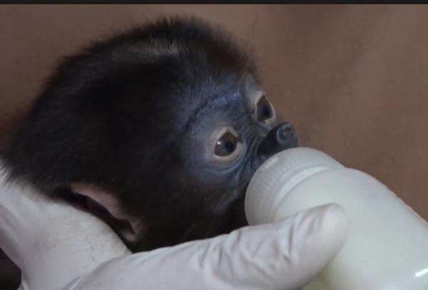 Pilu! Bayi Bekantan Terpisah dari Induk Imbas Karhutla di Kotim, Ditemukan Terluka Pilu! Bayi Bekantan Terpisah dari Induk Imbas Karhutla di Kotim, Ditemukan Terluka