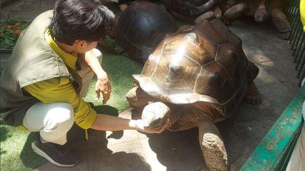 KBS Punya Koleksi Baru, 4 Kura-Kura Raksasa Aldabra Didatangkan dari Jepang KBS Punya Koleksi Baru, 4 Kura-Kura Raksasa Aldabra Didatangkan dari Jepang