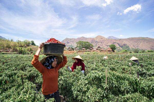 Harga Cabai Rawit Tembus Rp95.800/kg, Mendag: Karena Musim Panas Harga Cabai Rawit Tembus Rp95.800/kg, Mendag: Karena Musim Panas