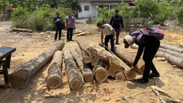 Belasan Batang Kayu Jati Ditemukan di Lahan Kosong Banyuwangi, Asal dan Pemilik Ditelusuri Belasan Batang Kayu Jati Ditemukan di Lahan Kosong Banyuwangi, Asal dan Pemilik Ditelusuri