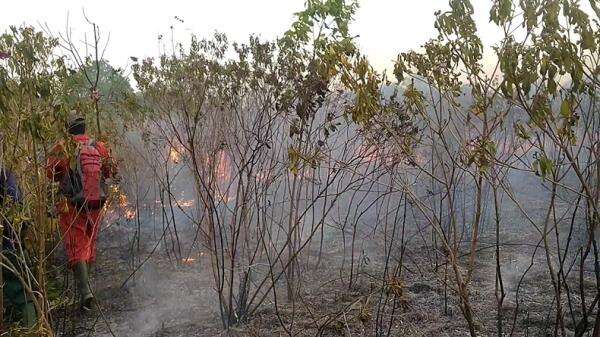 Kawasan Taman Nasional Way Kambas Lampung Kembali Terbakar, Habitat Gajah Terancam Kawasan Taman Nasional Way Kambas Lampung Kembali Terbakar, Habitat Gajah Terancam