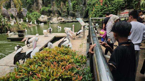 Taman Margasatwa Ragunan Gratiskan Tiket Masuk untuk Meriahkan HUT ke-499 Jakarta, Catat Tanggalnya Taman Margasatwa Ragunan Gratiskan Tiket Masuk untuk Meriahkan HUT ke-499 Jakarta, Catat Tanggalnya