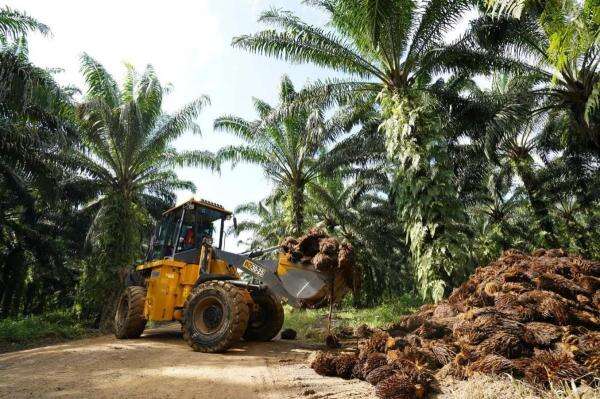 BWPT Buka Suara soal Kisruh Potensi Kerugian Rp11 Triliun FELDA Malaysia BWPT Buka Suara soal Kisruh Potensi Kerugian Rp11 Triliun FELDA Malaysia